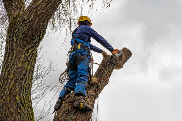 How Our Tree Care Process Works  in  West Rancho Dominguez, CA